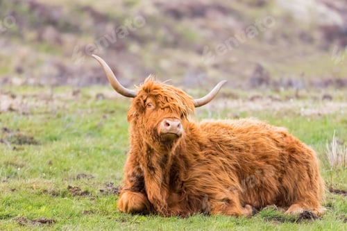 Preview: Great Britain, Scotland, Scottish Highlands, Highland Cattle