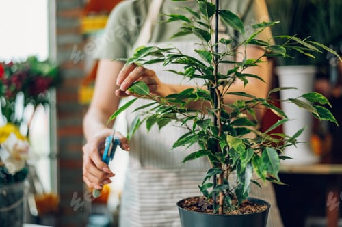 Preview: Florist female pruning potted plant with a pruning shears