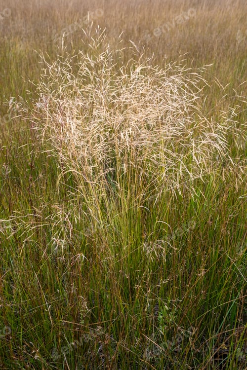 Preview: Field of wild meadow grasses, Lake Tahoe, CA, USA