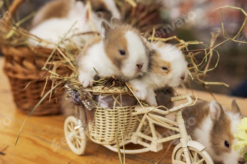 Preview: Closeup shot of adorable bunnie in a woven basket