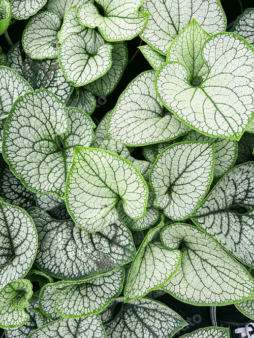 Preview: Green