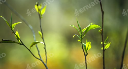 Preview: fresh green tea leaves in nature