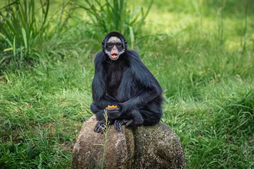 Preview: White-cheeked Spider Monkey (Ateles marginatus)