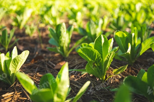 Preview: green nature vegetable farm, organic raw food agriculture concept for good health