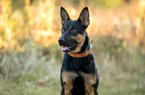 Preview: non-pedigree dog on the grass
