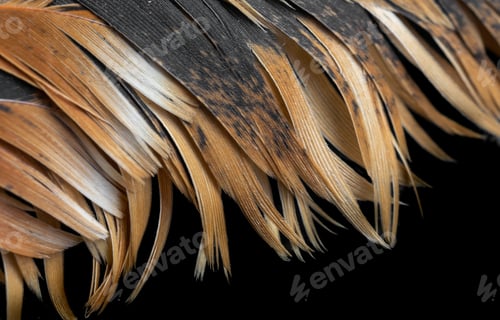 Preview: macro photo of brown hen feathers. background or textura
