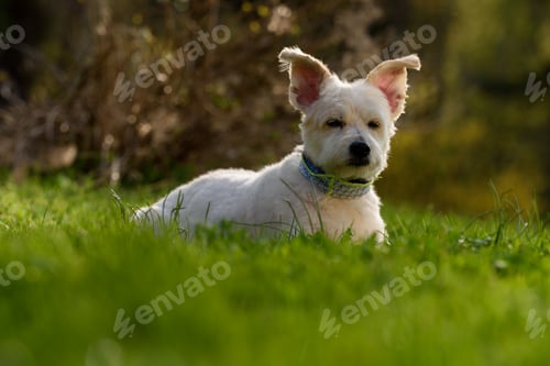 Preview: Cute white dog