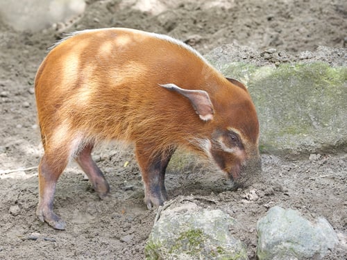 Preview: Red river hog (Potamochoerus porcus)
