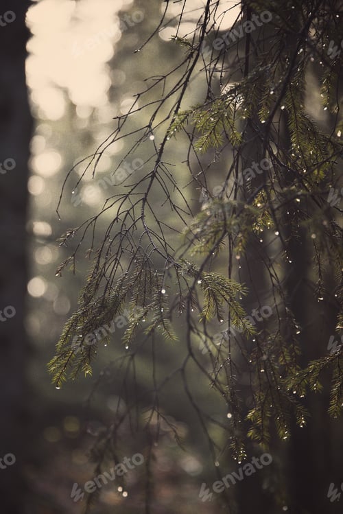 Preview: outdoors
