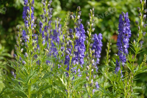 Preview: Purple flowers of Aconitum napellus, also known as Monkshood or Wolf’s Bane
