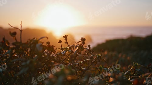 Preview: Grass silhouette morning sunlight at shore closeup. Tranquil sunset at coast.