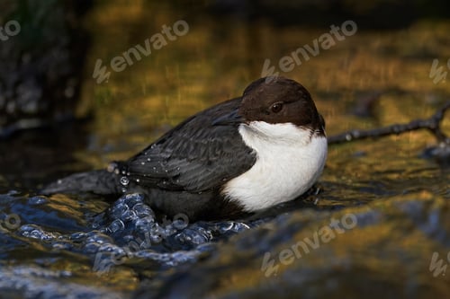 Preview: White-throated dipper (Cinclus cinclus)
