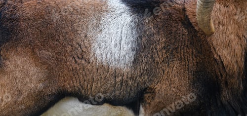 Preview: Real fur Mouflon skin texture. Animal print pattern background