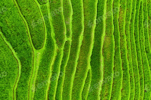 Preview: Aerial view of rice terraces. Landscape from drone. Agricultural landscape from the air.