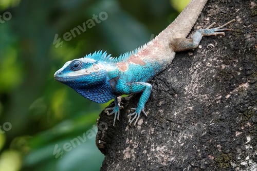 Preview: Blue crested lizard perched on a tree in a lush tropical environment, basking in the warm sunlight