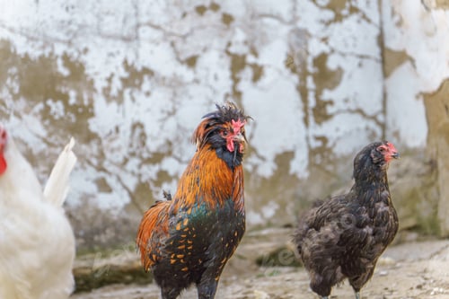 Preview: beautiful rooster with colorful feathers next to a hen
