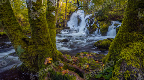 Preview: Autumn Scene In The Forest