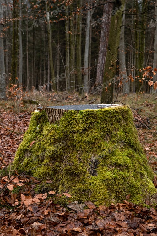 Preview: Mossy tree stump in the forest.