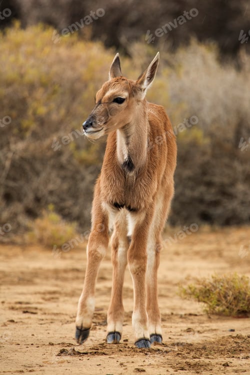 Preview: A young kudu calf explores the sandy terrain.