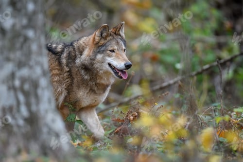 Preview: Close up wolf in autumn forest background