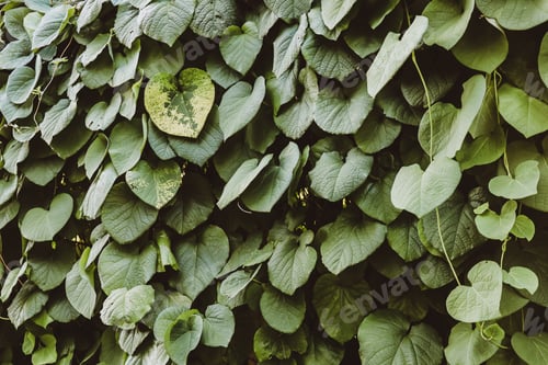 Preview: Green dark decorative wall of climbing plant