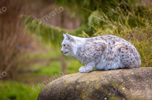 Preview: Magnificent Siberian lynx resting on a rock.