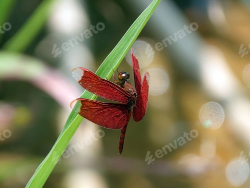 Preview: Macro shot of a Neurothemis terminata dragonfly perched on a leaf