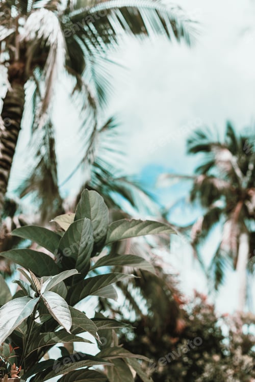 Preview: Tropical palm tree on cloudy blue sky Toned vintage