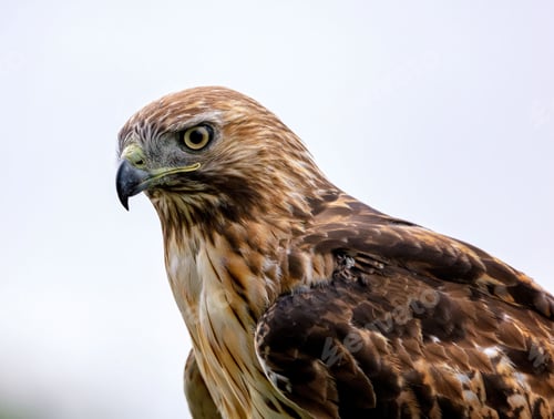 Preview: Portrait of a red-tailed hawk under a cloudy sky with a blurry background