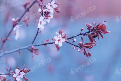 Preview: Pink flowers on the spring tree