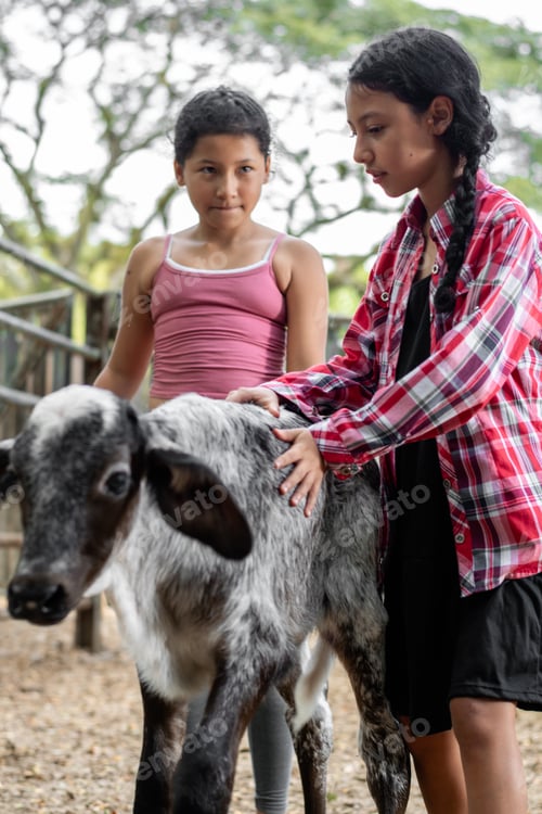 Preview: two Latina farm girls walking next to the little calf, touching it while playing with it