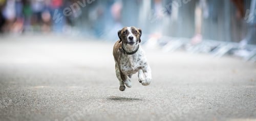 Preview: cute dog running at dog speed race