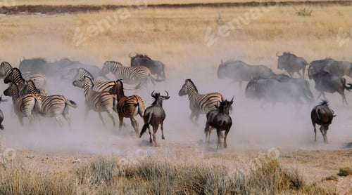 Preview: Stampede of wildebeest and zebras in Etosha National Park, Namibia