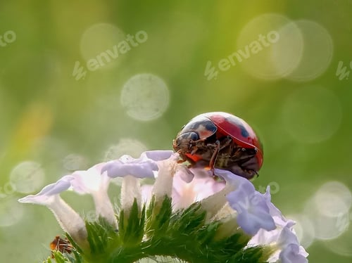 Preview: Ladybug
