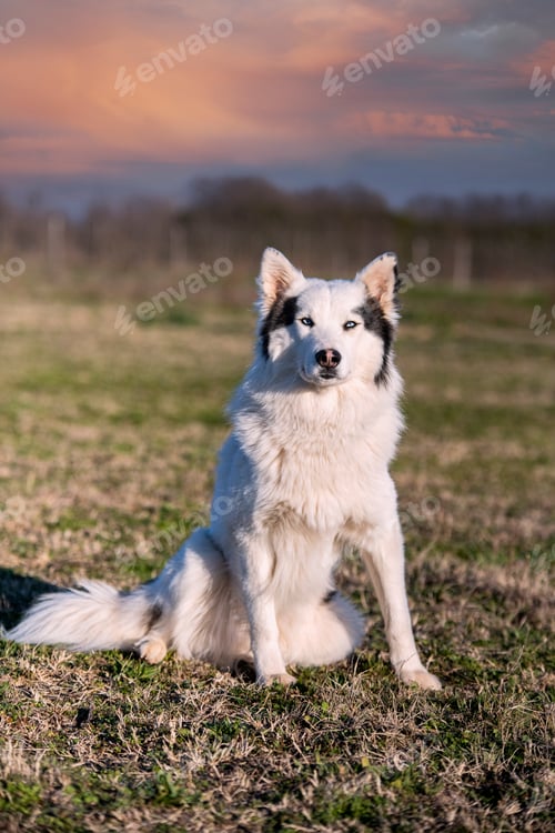 Preview: Yakutian Laika in nature
