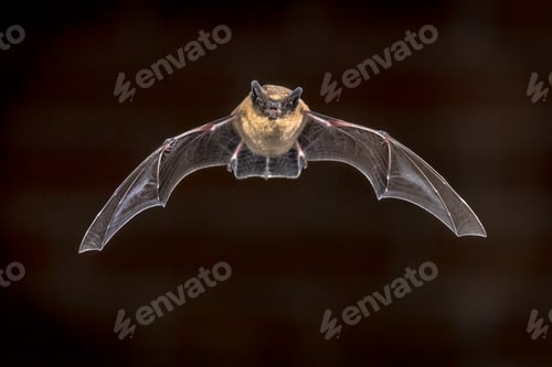 Preview: Flying Pipistrelle bat in front of brick wall