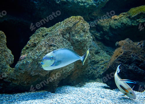 Vista previa: fishes swimming in marine aquarium