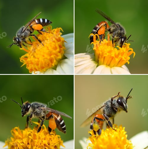 Preview: Close up bees on flower