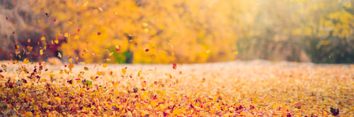 Preview: Autumn background