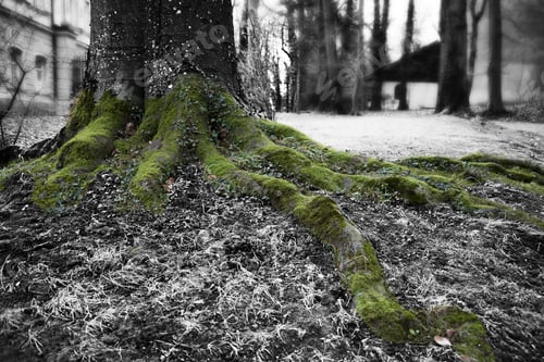 Preview: Closeup shot of the mossy roots of a tree