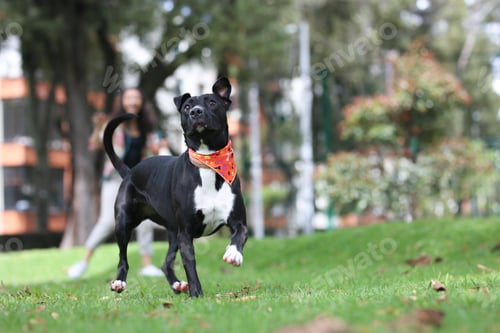 Preview: Closeup of an adorable black Staffordshire bull terrier in a park under the sunlight