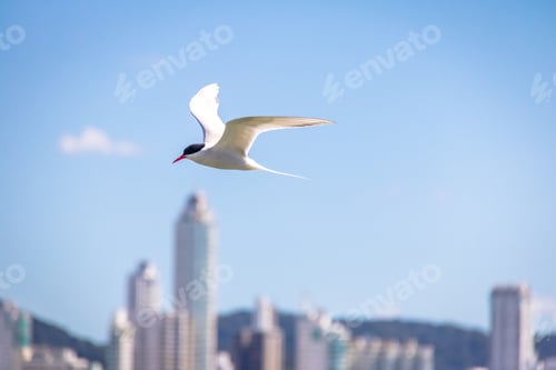 Preview: Common tern (Sterna hirundo) - Balneario Camboriu, Santa Catarina, Brazil