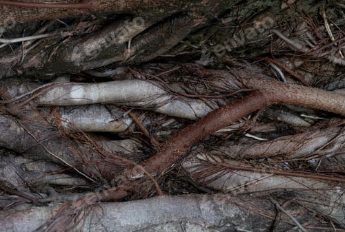 Preview: Closeup banyan tree roots surround the tree. Banyan tree roots surrounding the trunk with organic