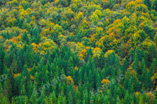 Preview: Vibrant autumn forest with lush foliage.