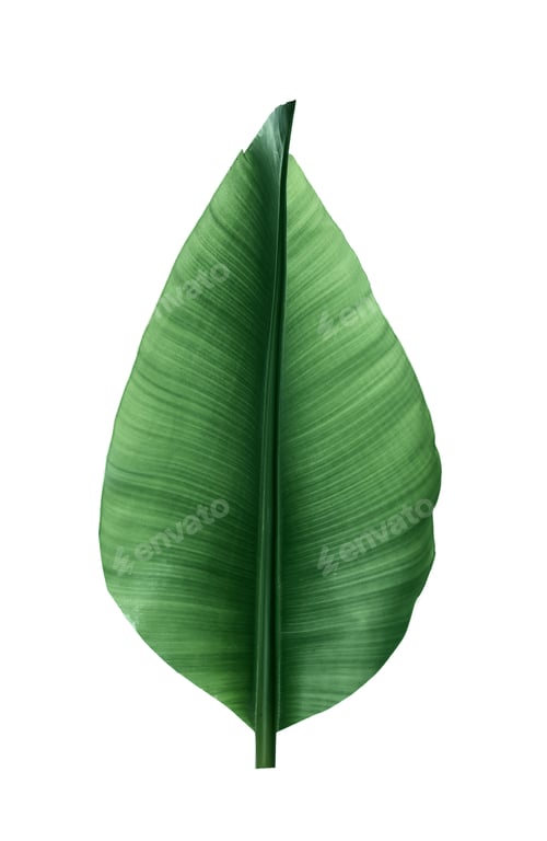 Preview: Fresh green banana leaf on white background. Tropical foliage