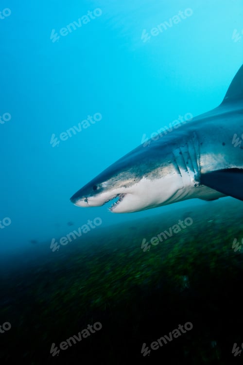 Preview: Great White Shark