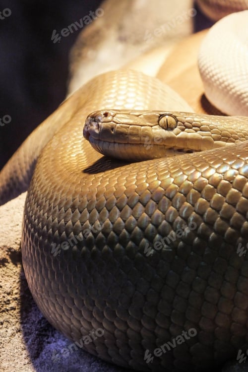 Preview: Close-up image of a snake coiled upon a rocky surface