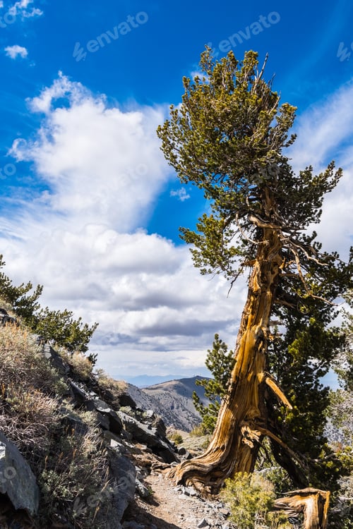 Preview: Bristlecone pine (Pinus longaeva)