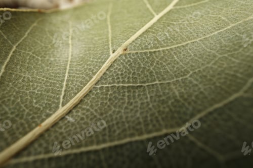 Preview: Macro photo of bay leaf spice on table