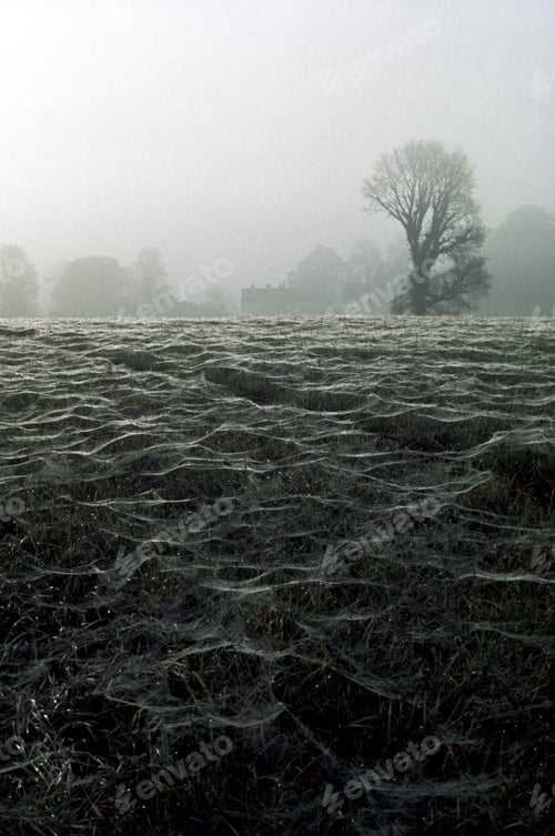 Preview: Vertical shot of a grassy field with trees in a fog in the background